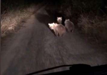 Erzincan’ın Çağlayan beldesinde yola çıkan 3 yavru ayı cep telefonuyla