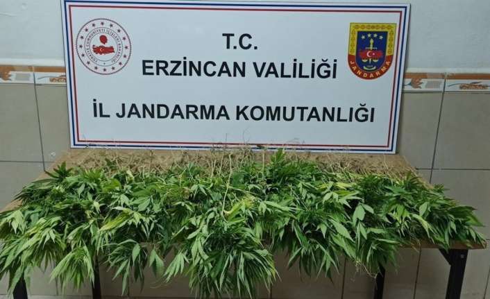 Erzincan’da 302 kök kenevir bitkisi ele geçirildi.