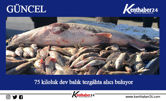 Erzincan’da yakalanan 75 kilo ağırlığındaki dev Turna balığı tezgâhta satışa