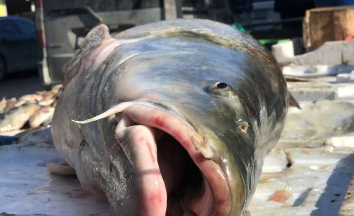 Erzincan’da yakalanan 80 kilo ağırlığındaki dev Turna balığını tezgâhta satışa