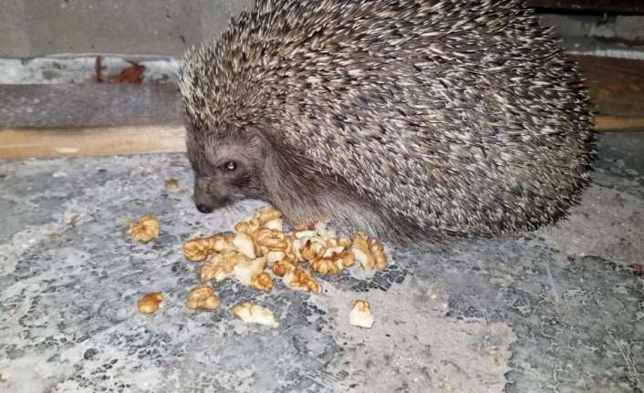 AÇ KİRPİLER KARINLARINI MESKEN TUTTUKLARI EVDE BİSKÜVİ VE CEVİZLE DOYURUYOR