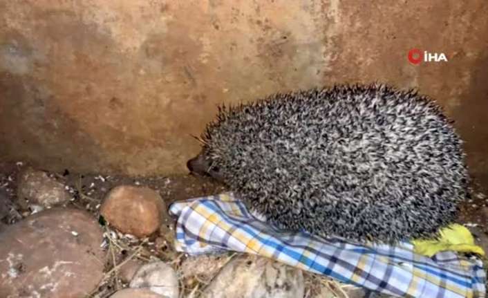 Erzincan’da 3 aç kirpi, karınlarını her gün akşam saatlerinde mesken
