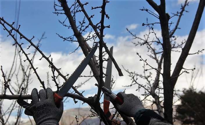 Erzincan İl Tarım ve Orman Müdürlüğü tarafından üreticilere, meyve ağaçlarının