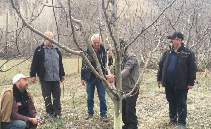 Erzincan’da meyve bahçelerindeki ağaçları
