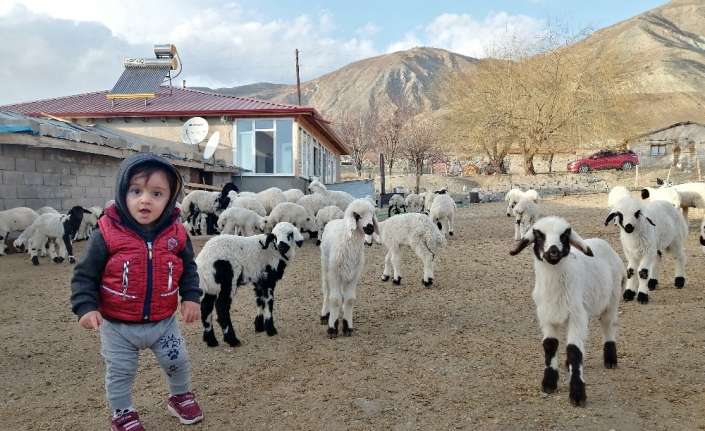 Erzincan’da bir aylık süt kuzularının anneleri ile buluşmalarının ardından sergiledikleri
