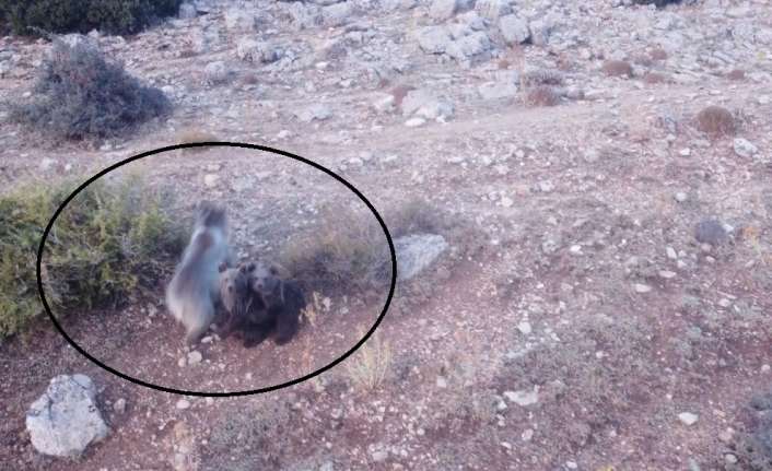 Erzincan’ın Tercan ilçesinde dağlık arazide anne ayı ve 2 küçük