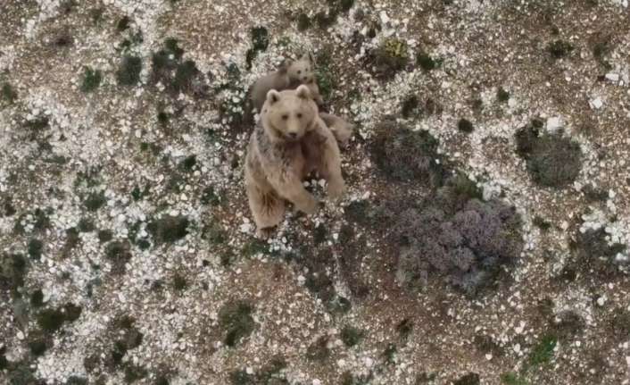 Erzincan’ın Çayırlı ilçesinde köyün yakınlarına kadar gelen anne boz ayı