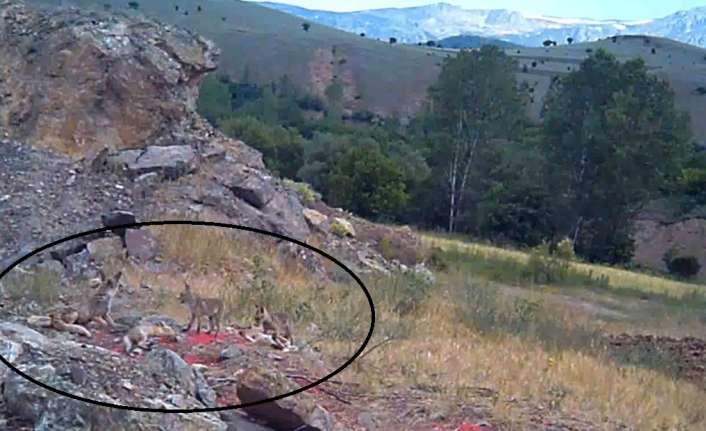 Erzincan’ın Üzümlü ilçesinde anne tilki ve birbirleriyle oyun oynayan 4