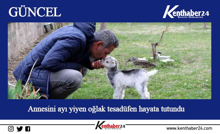 Erzincan’da annesini ayı yiyen yeni doğmuş keçi yavrusunu ölmekten dağda