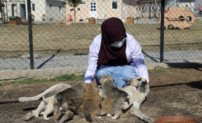 Erzincan’da annesi ölen 7 köpek yavrusunu hayvan barınağındaki başka bir