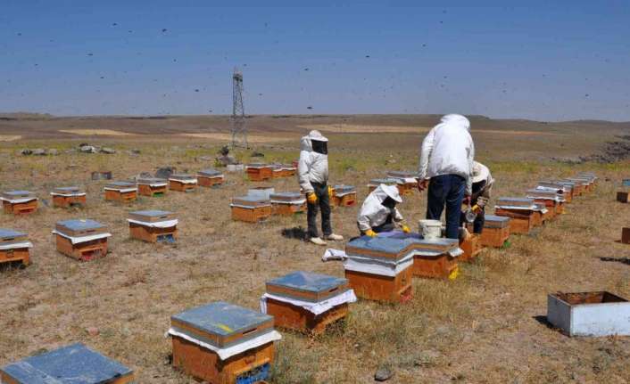 Erzincan’da kuraklık arıların dengesini
