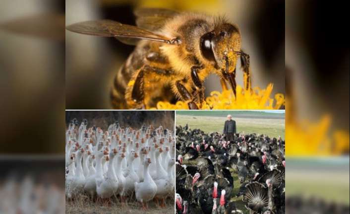 Tarım ve Orman Bakanlığı tarafından belirlenecek illerde 2020-2022 döneminde arıcılık,