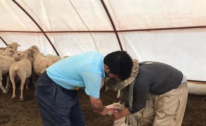 Erzincan İl Tarım ve Orman Müdürlüğü Hayvan Sağlığı Yetiştiriciliği ve