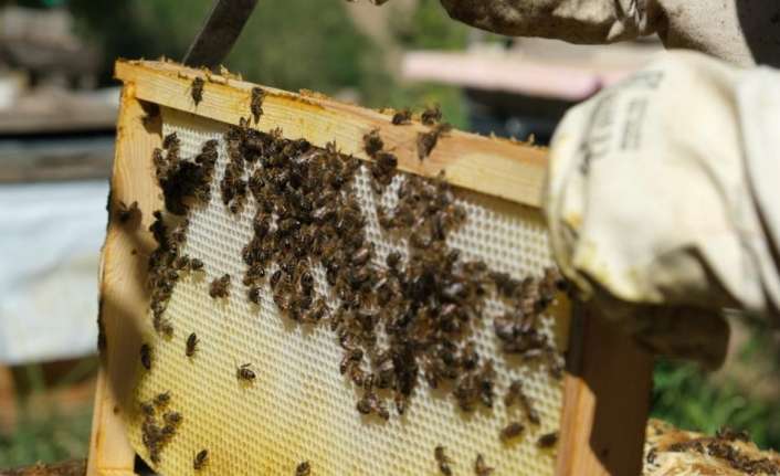 Erzincan’da bulunan arı yetiştiricileri