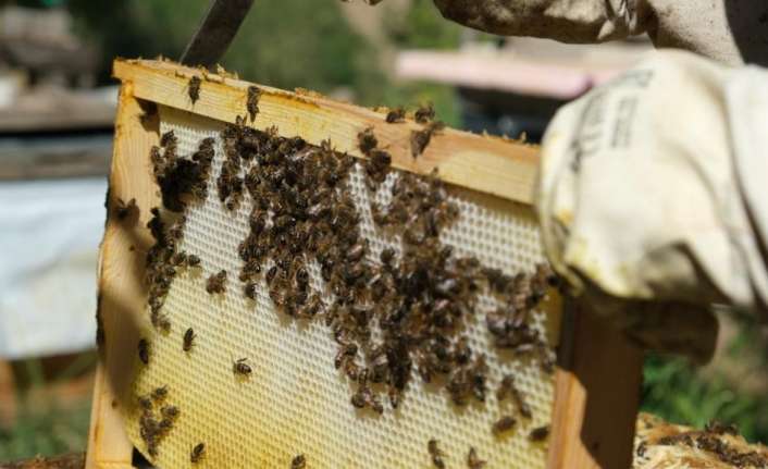 Erzincan’da bulunan arı yetiştiricileri mevsim normalleri üzerinde seyreden sıcaklar nedeniyle