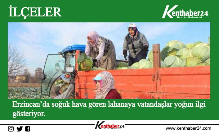 Erzincan’da soğuk hava gören lahanaya vatandaşlar yoğun ilgi gösteriyor.