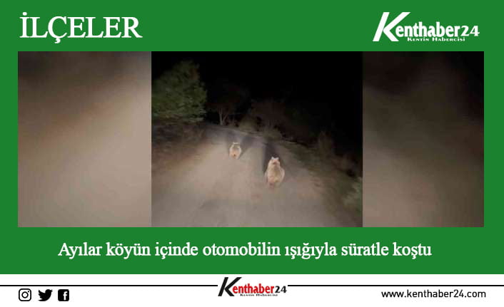 Erzincan’da köy yoluna inen yavru ayılar ve anneleri otomobiliyle seyreden