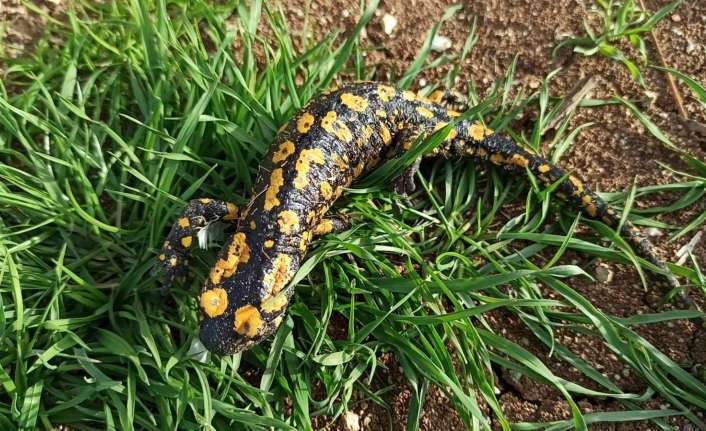 Erzincan’ın Kmealiye ilçesinde baharla birlikte koruma altında bulunan "Anadolu Benekli