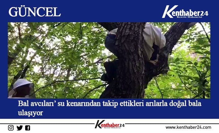 Erzincan’da kovanlardan ayrılıp kuru ağaç gövdesi ve kayalıklara yuva yapan