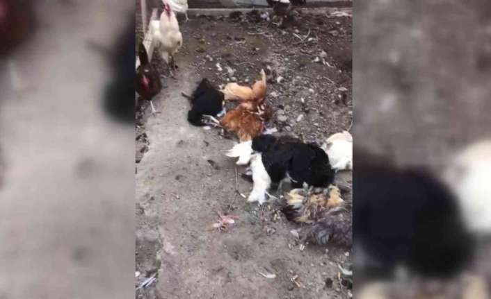 Erzincan’da başıboş sokak köpekleri