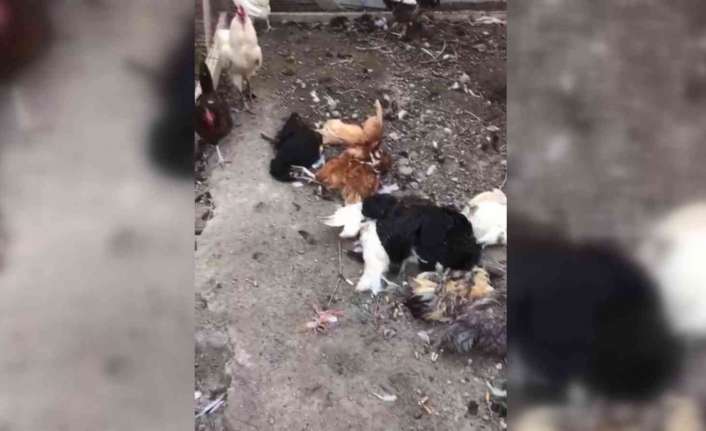 Erzincan’da başıboş sokak köpekleri kent merkezinde bir evin bahçesinde bulunan