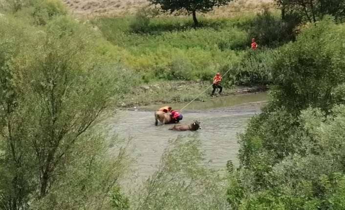 Erzincan’da Karasu nehrinde bataklığa saplanan büyükbaş hayvanları AFAD ve JAK