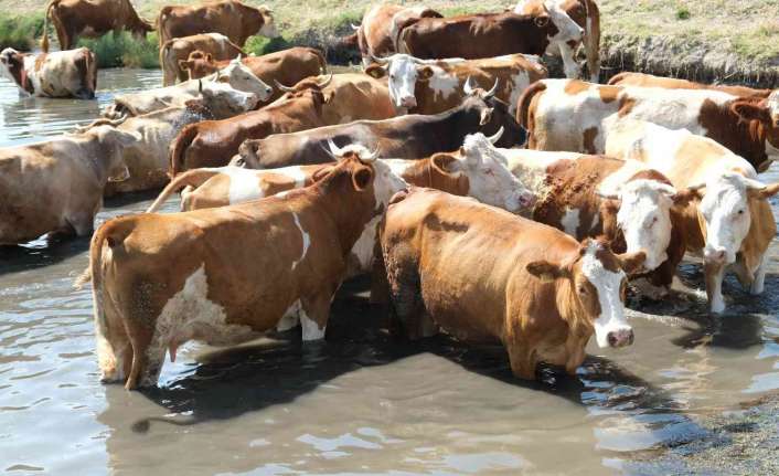 Hava sıcaklığının mevsim normallerinin üzerinde seyrettiği Erzincan’da besiciler öğle saatlerinde