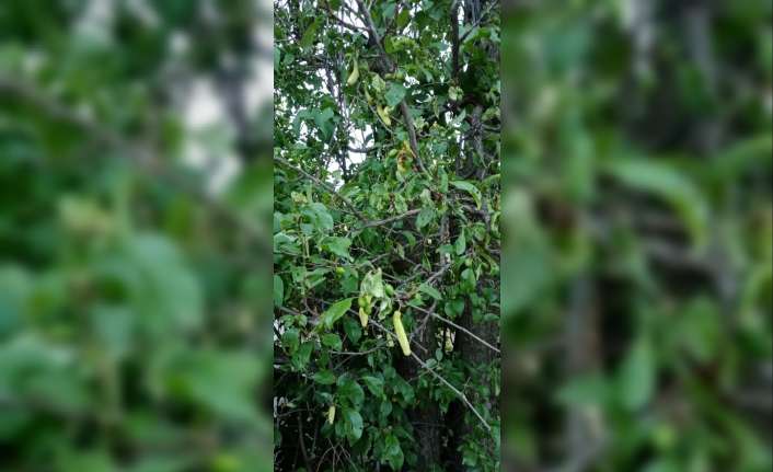 Erzincan’ın Çağlayan Beldesinde biber gibi uzayan erik daneleri görenleri şaşırttı.