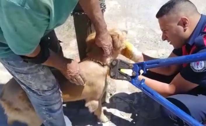 Erzincan’da, boş bir arazide zincirle direğe bağlı halde ve başka