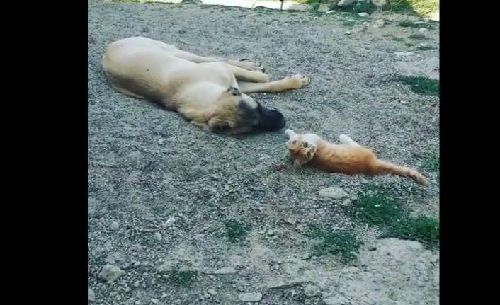 Erzincan’ın Tatlısu köyünde ‘Karabaş’ isimli köpek ile ‘Boncuk’ isimli yavru