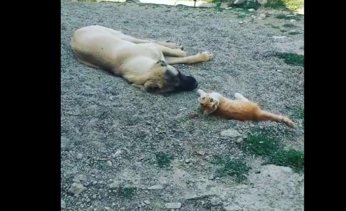 Erzincan’ın Tatlısu köyünde ‘Karabaş’