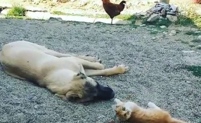 Erzincan’ın Tatlısu köyünde ‘Karabaş’ isimli köpek ile ‘Boncuk’ isimli yavru
