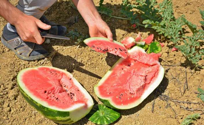 Erzincan’da hava sıcaklıklarının artmasıyla birlikte vatandaşlar su ihtiyacını gideren meyvelerden