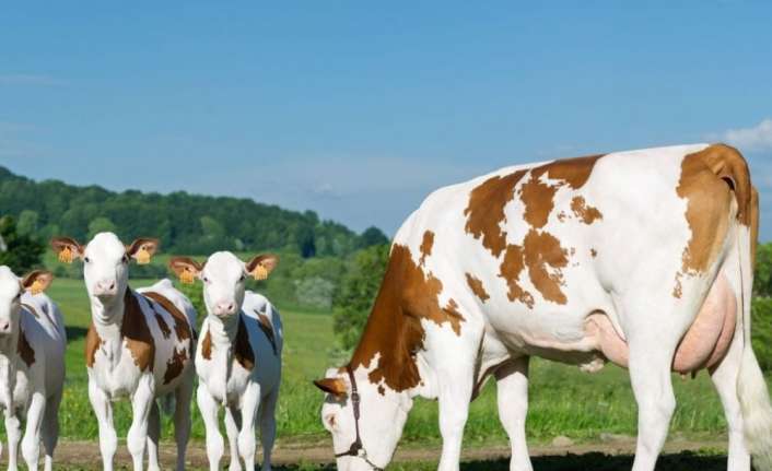 Bazı büyükbaş ve küçükbaş hayvanların küpe takılarak kayıt altına alınma