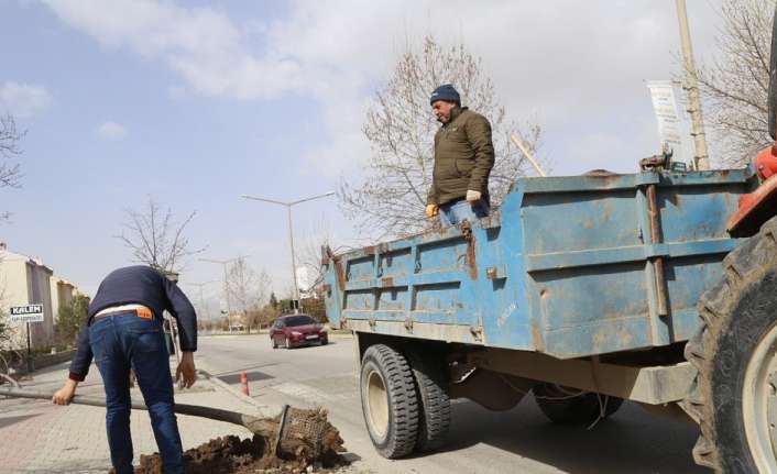 Erzincan’da yeşil alan çalışmaları dâhilinde cadde ve kaldırımlara farklı türlerde