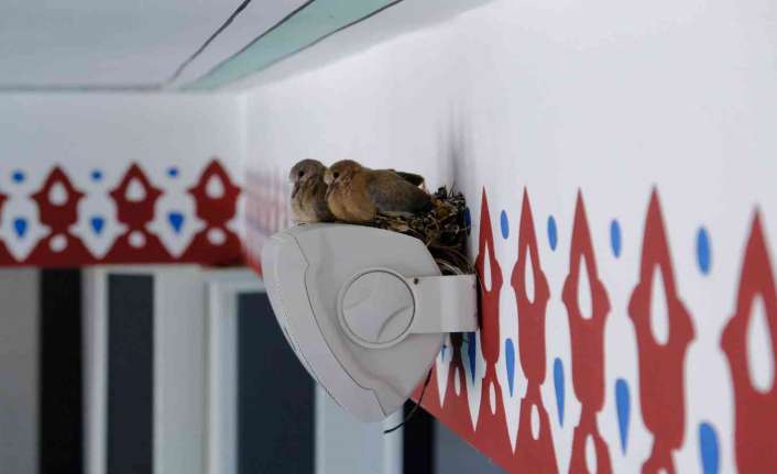 Erzincan’da caminin içerisinde ki hoparlörün üzerini mesken tutan kumrular, imamın