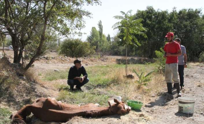 Erzincan’da bir ahırda kapalı