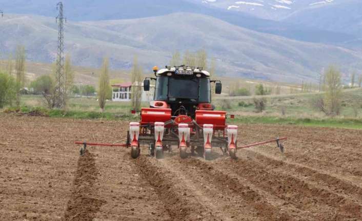 ÇAYIRLI’DA AYÇİÇEĞİ EKİMİ BAŞLADI