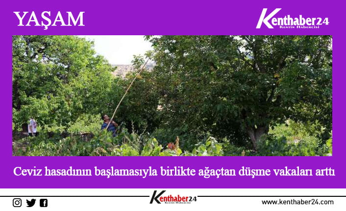 Erzincan’da ceviz hasadının başlamasıyla birlikte ağaçtan düşme vakaları arttı. Son