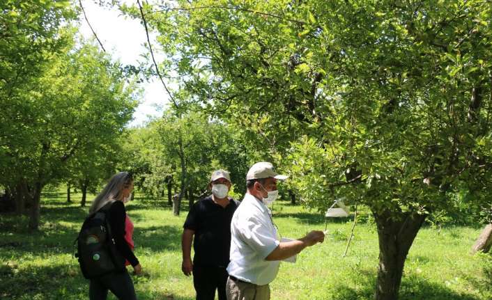 Erzincan’da meyve ağaçlarına zarar