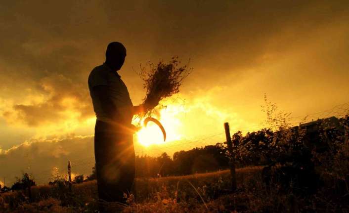 Erzincan’da sıcak yaz günlerinde çalışan çiftçilerin zorlu buğday hasadı havadan