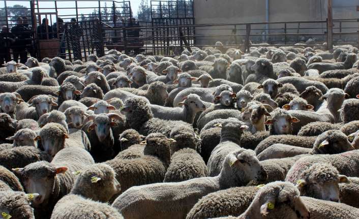 Anaç koyun ve keçi desteği kapsamında hayvancılık destek ödemeleri başladı.