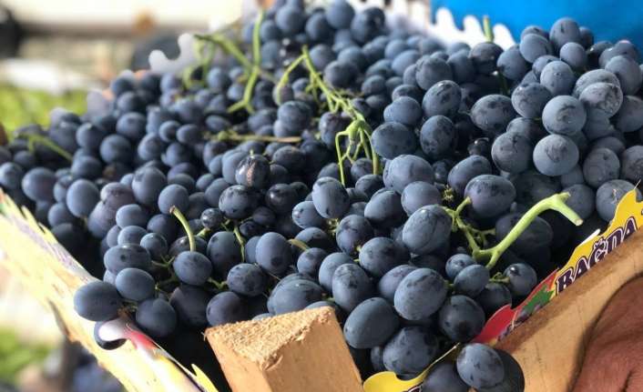 Erzincan’ın önde gelen tarımsal ürünlerinden birisi olan cimin üzümünde hasat