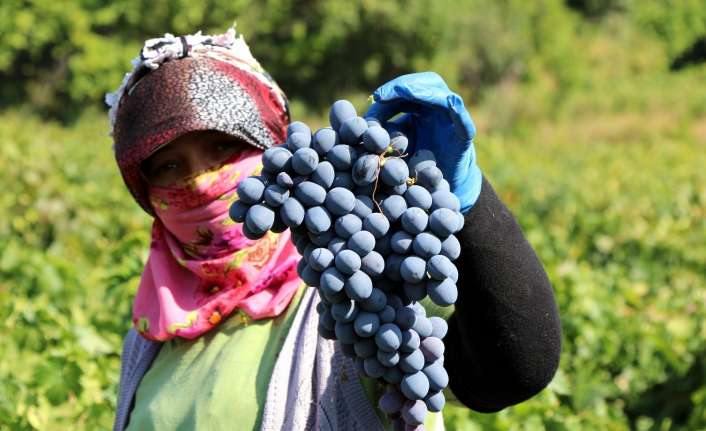 Erzincan’ın önde gelen tarımsal ürünlerinden birisi olan cimin üzümünde hasat