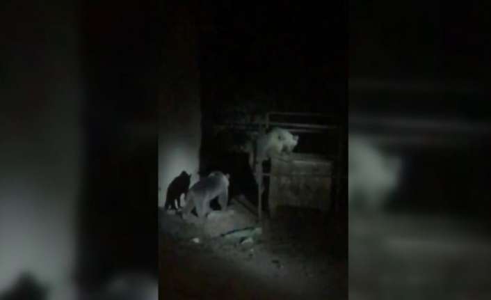 Erzincan’da gece yarısı köye inip çöp konteynırında yiyecek arayan iki