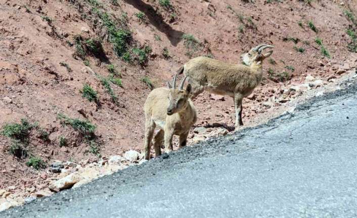 Erzincan’da tuz ihtiyaçlarını gidermek için yaban keçileri karayoluna kadar indi.