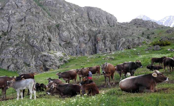 Erzincan’da yayladaki taşların üzerinde