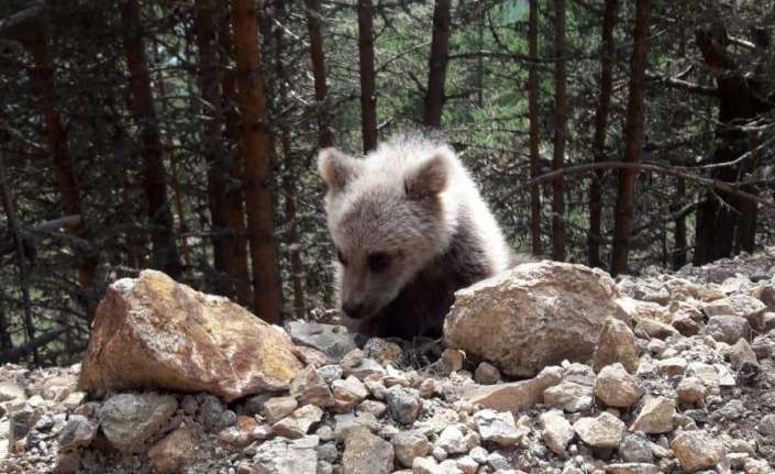 Erzincan’da Munzur Dağı eteklerinde boz ayıyı kovalayan çoban köpekleri cep