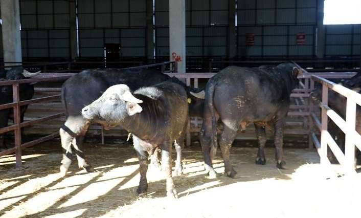 Tarım ve Orman Bakanlığı, damızlık manda düvesi yetiştiricilerinin işletmelerinde yeni