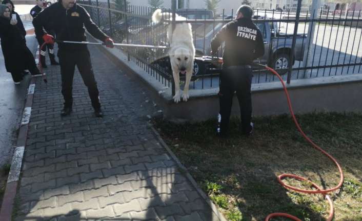 Erzincan’da demir parmaklıklara sıkışan sahipsiz köpek, itfaiye ekiplerince kurtarıldı.